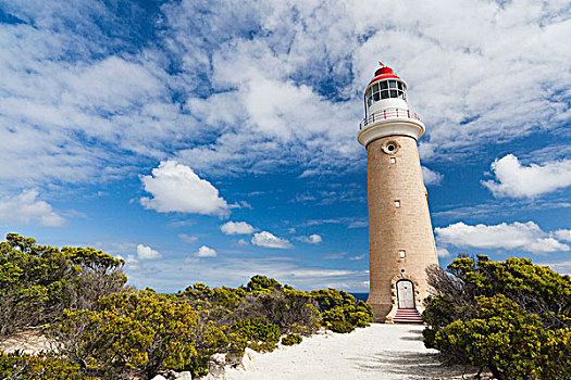 灯塔,澳大利亚,追逐,国家公园,袋鼠,岛屿,著名,南澳大利亚州