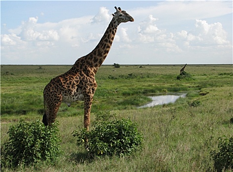 马赛长颈鹿,塞伦盖蒂,坦桑尼亚