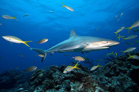 加勒比礁鲨,鱼,成群,黄尾笛鲷,大巴哈马岛,巴哈马,中美洲