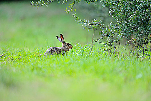 欧洲野兔,草丛,巴伐利亚,德国