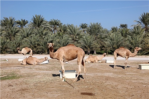 骆驼,农场,巴林,中东