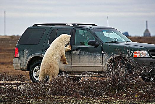 北极熊,丘吉尔市,野生动物,管理,区域,互动,旅游,哈得逊湾,曼尼托巴,加拿大