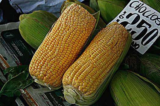 玉米,市场货摊,智利