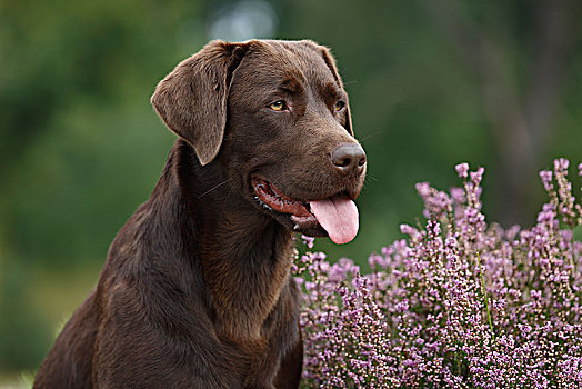 褐色,拉布拉多,狗,猎犬,家犬,母狗,坐,头像,石荷州,德国,欧洲