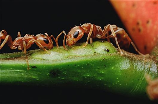 蚂蚁,一对,喝,花蜜,刺,金合欢,刺槐,防护,叶子,吃,相互,幸存,哥斯达黎加