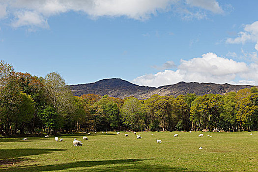 绵羊,放牧,草场,黑谷,靠近,凯瑞郡,爱尔兰,英国,岛屿,欧洲