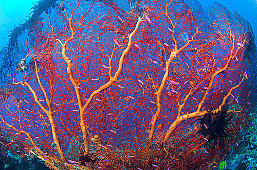 红海,紫色,鱼,巴布亚新几内亚