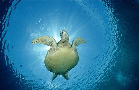 绿海龟,龟类,游泳,挨着,水面,西巴丹岛,马来西亚,仰视