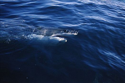 大白鲨,沙鲨属,平面,岛屿,澳洲南部