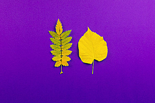 高处,叶子,放置,紫色背景