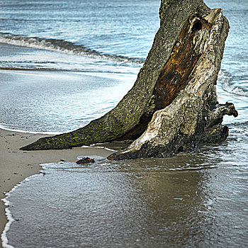 树,围绕,海水,海滩,满潮