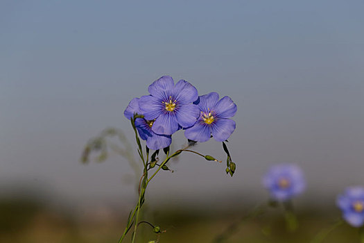 亚麻花