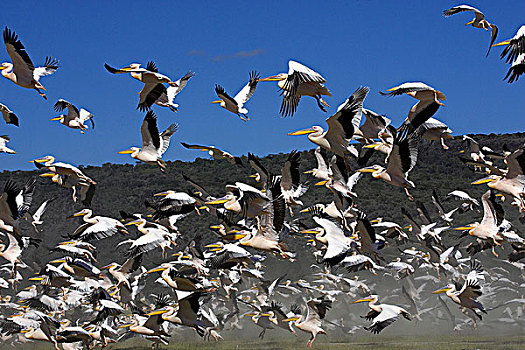 白鹈鹕,群,飞行,起飞,纳库鲁湖,肯尼亚