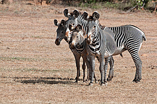 斑马,细纹斑马,母亲,小马,研究中心,肯尼亚