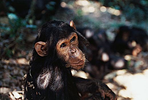 非洲,幼兽,黑猩猩,类人猿,大幅,尺寸