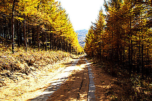 中国北方秋天发黄的草甸和整齐挺拔的松树林