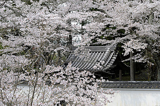 日本,京都,樱桃树,开花