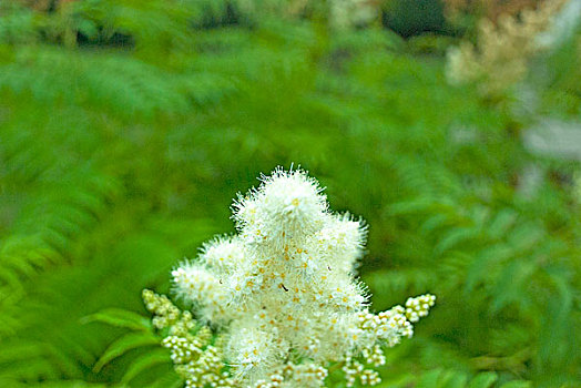 白色絮状的花