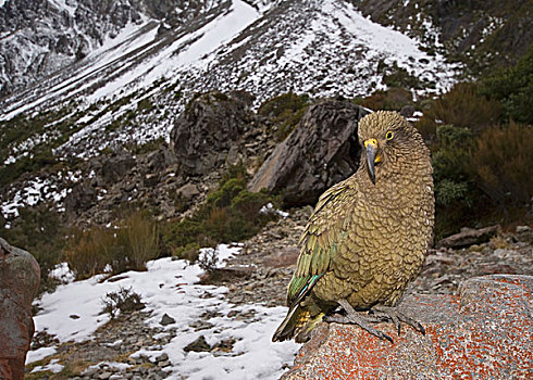 食肉鹦鹉,成年,栖息,石头,山,南阿尔卑斯山,南岛,新西兰