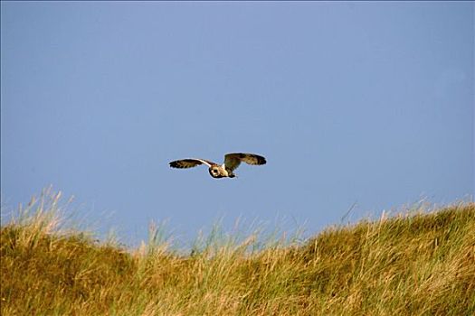 短耳鸮,猎捕,飞行,上方,沙丘