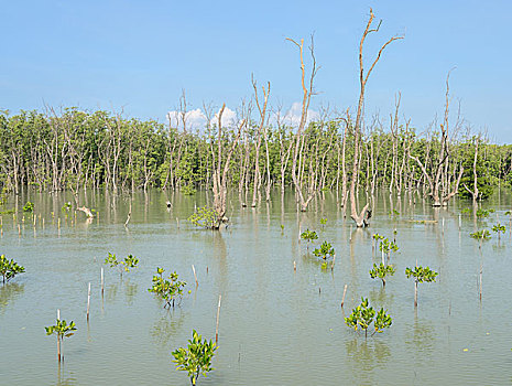 红树林,树林