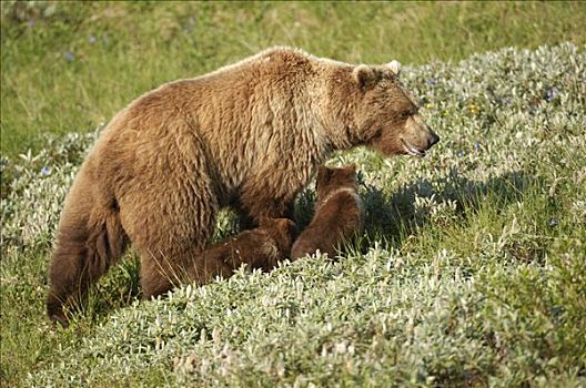 棕熊,年轻,幼兽,德纳里峰国家公园,阿拉斯加,美国