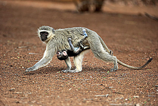 长尾黑颚猴,成年,女性,幼兽,走,交际,行为,克鲁格国家公园,南非,非洲