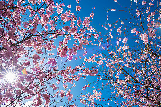 粉色,樱花,春天,太阳,巴登符腾堡,德国