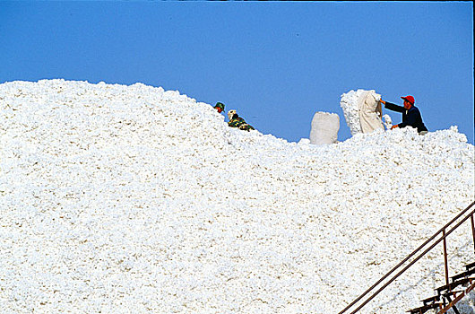 新疆尉犁大型棉花收购加工场内景