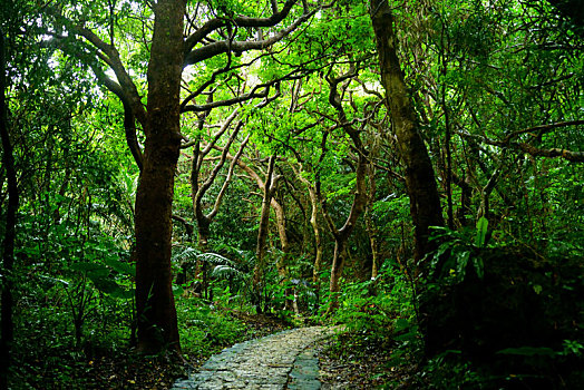 树林,冲绳,日本
