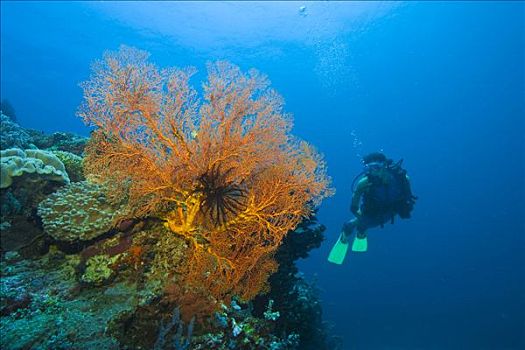 潜水,礁石,后面,印度尼西亚