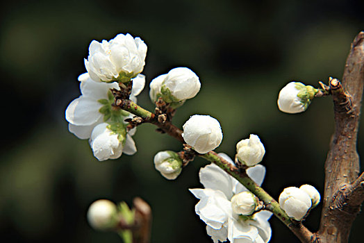 碧桃,千叶桃花,桃花,白色碧桃