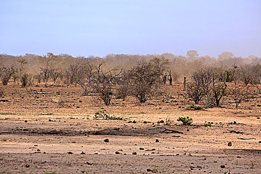 干燥,干旱,克鲁格国家公园,南非,非洲