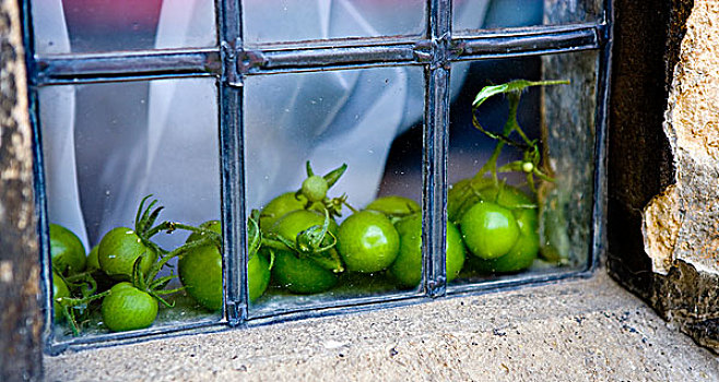 西红柿,成熟,屋舍,窗户