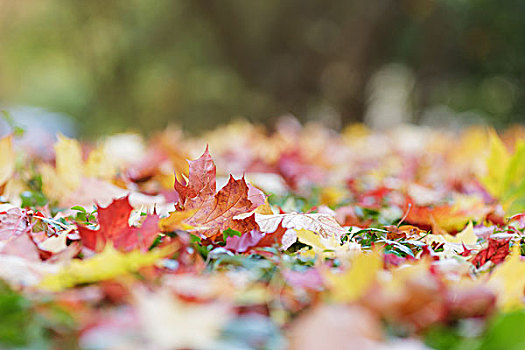 秋叶,地上,秋天,照片