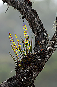 兰花,附生植物,花,国家公园,马来西亚
