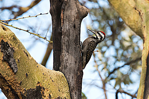 雄性,努比亚,啄木鸟,纳库鲁湖国家公园,肯尼亚