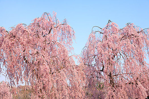 樱花,弘前城