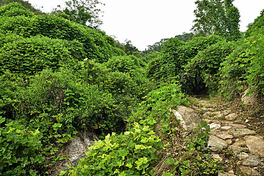 河北省石家庄平山县藤龙山风景区