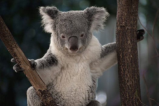 澳大利亚,树袋熊,坐在树上