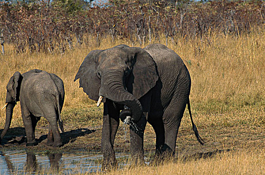 非洲象,站立,幼兽,土地,万基国家公园,津巴布韦