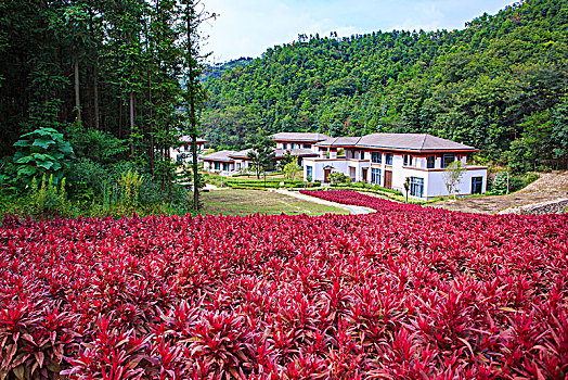 郁金香,花,花园,山谷,春色