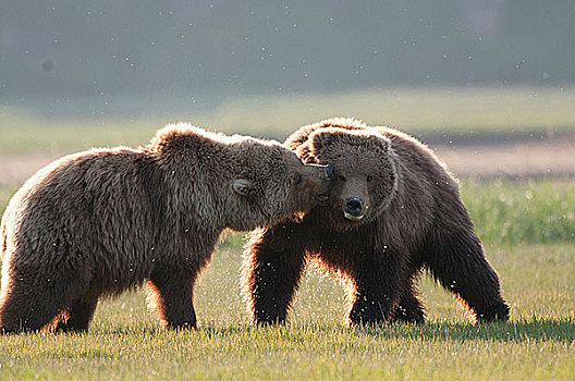 科迪亚克熊,棕熊,争斗,土地,海岸,阿拉斯加,美国