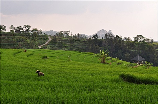 农民,稻米梯田,爪哇,印度尼西亚