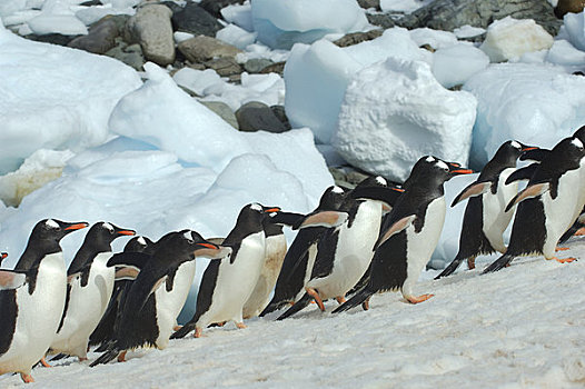 南极,南极半岛,岛屿,巴布亚企鹅,海洋