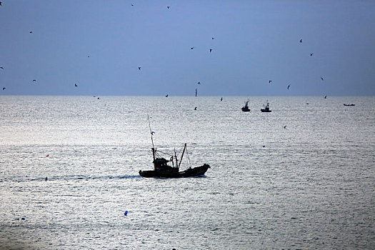 山东省日照市,渔船迎着晨曦出海,海鸥伴舞期待平安归航