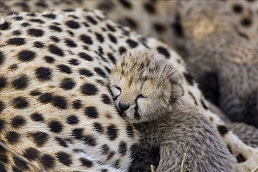 印度豹,猎豹,白天,老,幼兽,休息,母兽,鸟窝,马赛马拉,自然保护区,肯尼亚