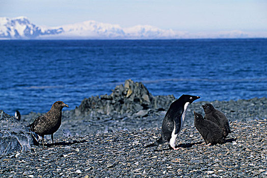 南极,半岛,区域,岛屿,阿德利企鹅