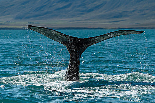 尾部,鲸尾叶突,驼背鲸,大翅鲸属,鲸鱼,冰岛,欧洲