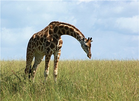 长颈鹿,非洲,草地